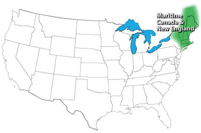 What to Plant Now: October in the Maritime Canada and New England Region Image